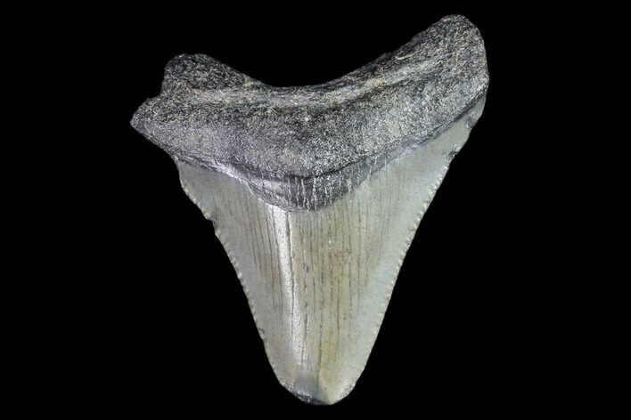 Juvenile Megalodon Tooth - Georgia #83671